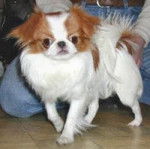 Epagneul Japonais - Épagneul Japonais