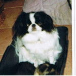 Epagneul japonais - Frisby - Épagneul Japonais