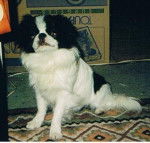 Epagneul japonais - Frisby - Épagneul Japonais