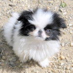 Epagneul japonais. Isatis - Épagneul Japonais