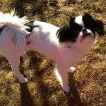 Epagneul japonais - Épagneul Japonais