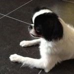 Epagneul japonais Inna la chin - Épagneul Japonais