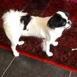 Inna épagneul japonais appelé également chin - Épagneul Japonais