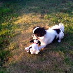 Epagneul japonais Inna - Épagneul Japonais