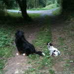 Épagneul japonais Inna - Épagneul Japonais