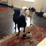 Epagneul japonais Inna - Épagneul Japonais