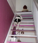 Epagneul japonais Inna - Épagneul Japonais