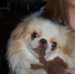 sushie - Épagneul Japonais (1 mois)