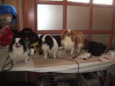 epagneul japonais - Épagneul Japonais