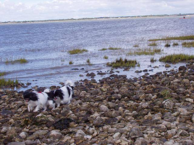 epagneul japonais - Épagneul Japonais