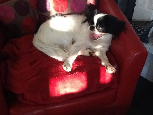 Epagneul japonais. Inna 11 mois - Épagneul Japonais (11 mois)