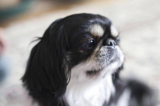 Un Épagneul Japonais avec un air penseur