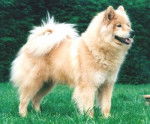 Eurasier - Eurasier