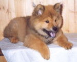 Eurasier - Eurasier
