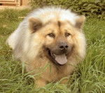 Eurasier - Eurasier