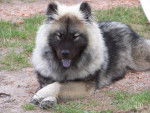 eurasier - Eurasier