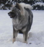 Elboy **EURASIER** - Eurasier