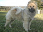 Sharly des Chevaloupsgreg - Eurasier