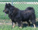Angel-at-Eurasia - Eurasier