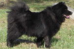 Edition-Speciale-of-Eurasia - Eurasier