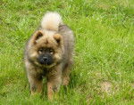 Fine des Crinières de Feu 4 mois - Eurasier (4 mois)