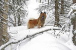 Photo Eurasier
