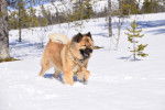 Photo Eurasier