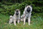 Photo Eurasier