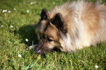 Photo Eurasier