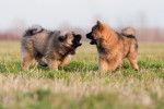 Photo Eurasier