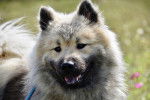 Photo Eurasier