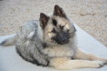 Photo Eurasier