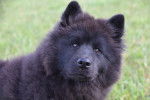 Photo Eurasier