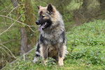 Photo Eurasier