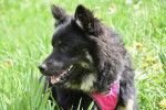 Photo Eurasier