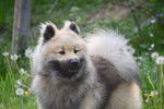 Photo Eurasier