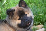 Photo Eurasier