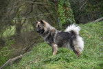 Photo Eurasier
