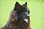 Photo Eurasier