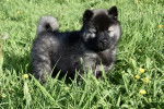 Photo Eurasier