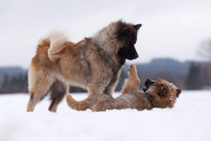 Une chienne Eurasier et son chiot jouent ensemble dans la neige