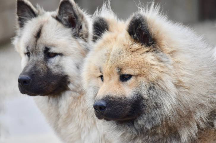 Vue proche de deux chiens Eurasiers