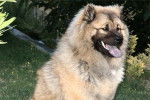 Eurasier - Eurasier