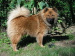 Vérones de Niou Tchouang, Eurasier - Eurasien (Eurasier) - Eurasier