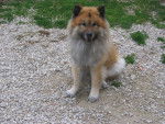eurasier sydney - Eurasier