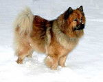 Cassandra-of-Eurasia - Eurasier