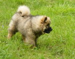 Fine 4 mois - Eurasier (4 mois)