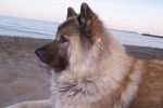 Natanya de la chaumière des Marais eurasier 13 ans - Eurasier (13 ans)