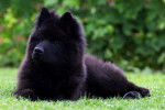 Photo Eurasier