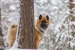Photo Eurasier